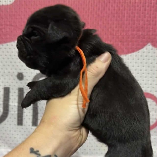 Orange Collar - Cane Corso Female