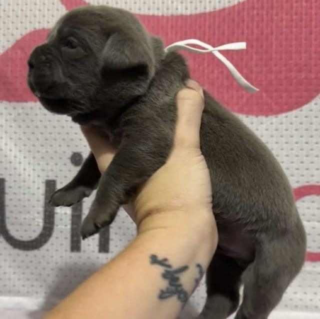 White Collar - Cane Corso Male