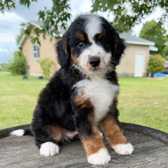 Steve - Bernedoodle Male