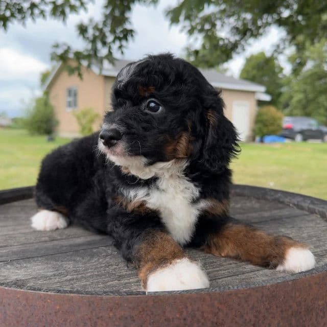 Rob - Bernedoodle Male