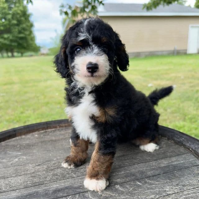 Amber - Bernedoodle Female