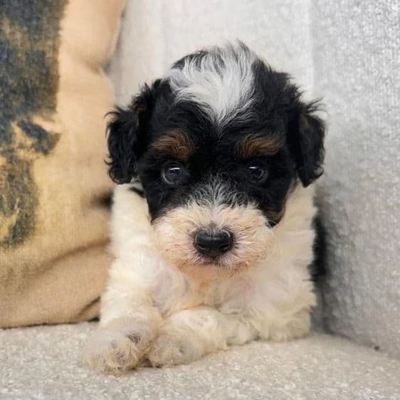 Hope - Bernedoodle Female
