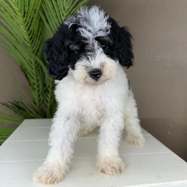 Chase - Bernedoodle Male