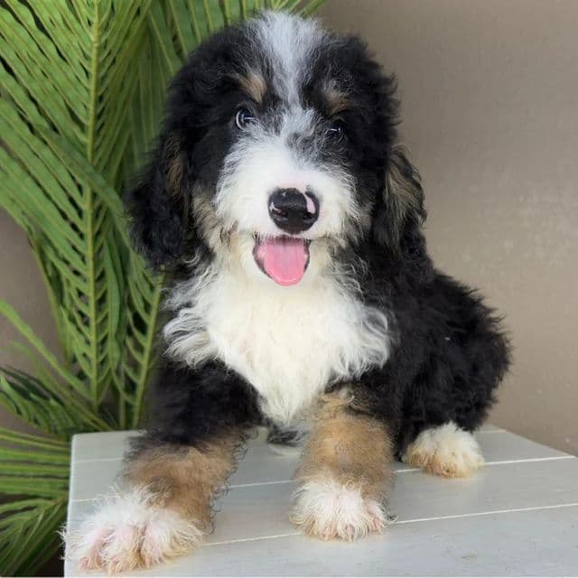 Caleb - Bernedoodle Male