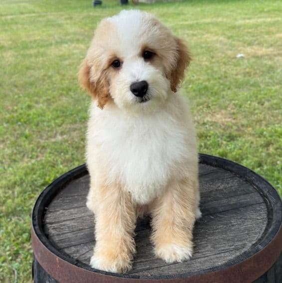 Luca - Bernedoodle Male