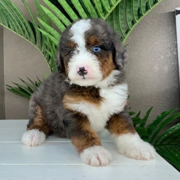Francesca - Bernedoodle Female