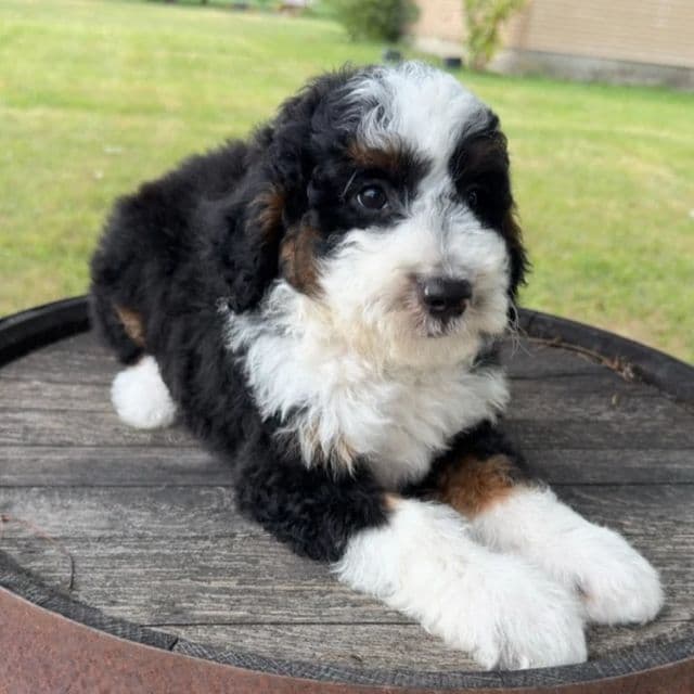 Harold - Bernedoodle Male