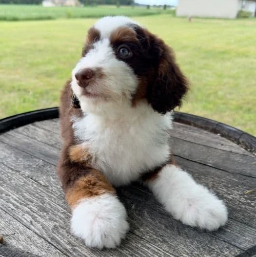 Erick - Bernedoodle Male