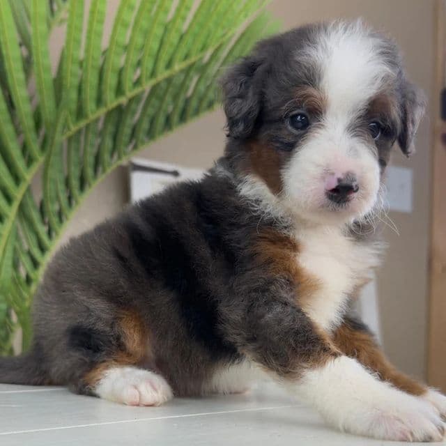Anthony - Bernedoodle Male