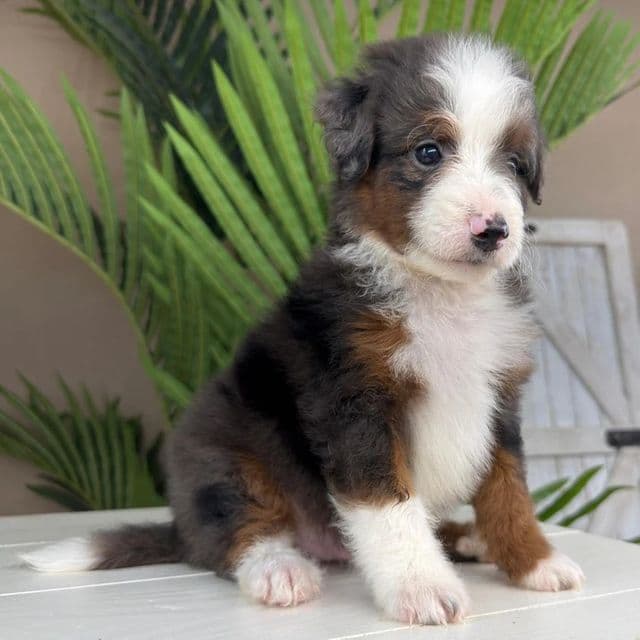 Anthony - Bernedoodle Male