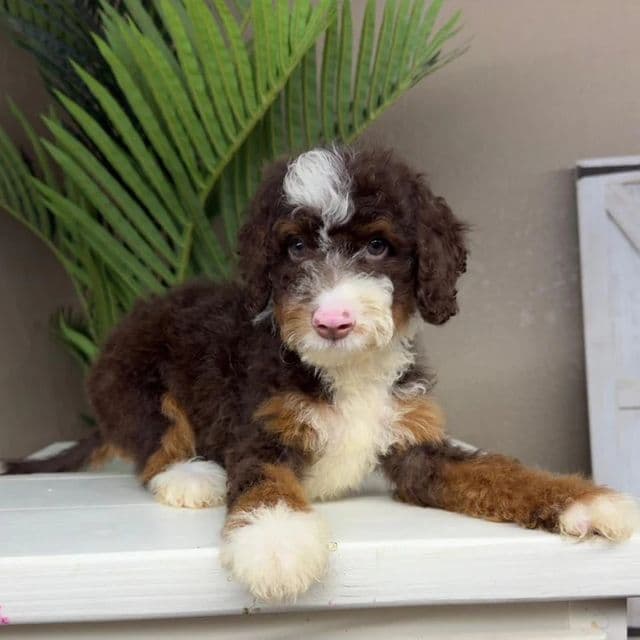 Maya - Bernedoodle Female