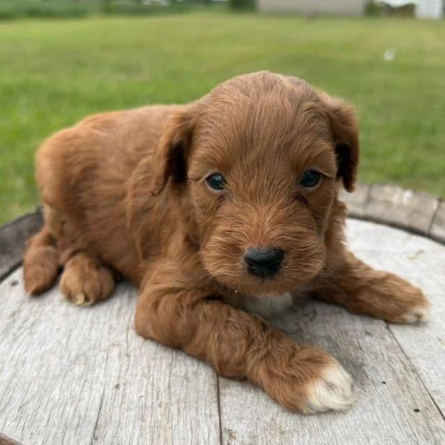 Edgar - Goldendoodle Male