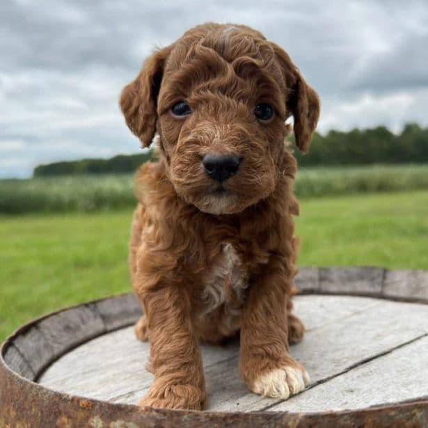 Benjamin - Goldendoodle Male