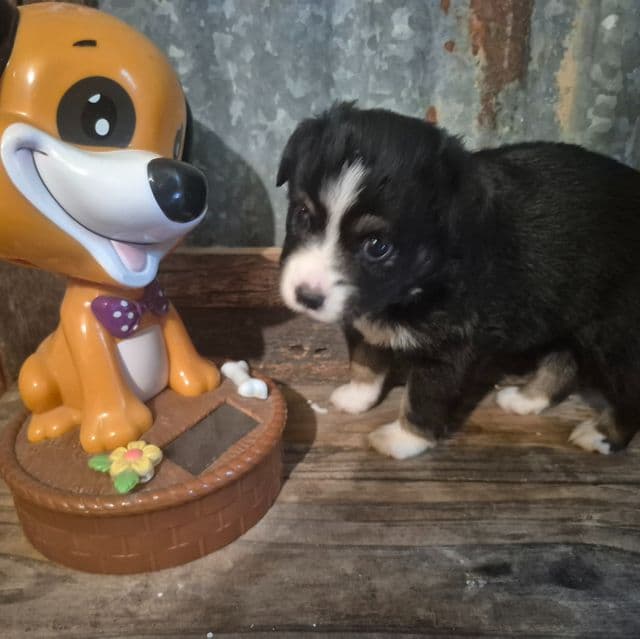 New hampshire - Australian Shepherd Female