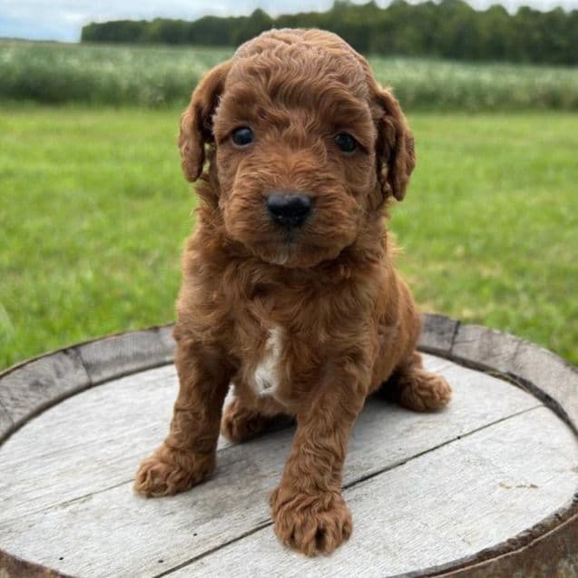 Augusta - Goldendoodle Female