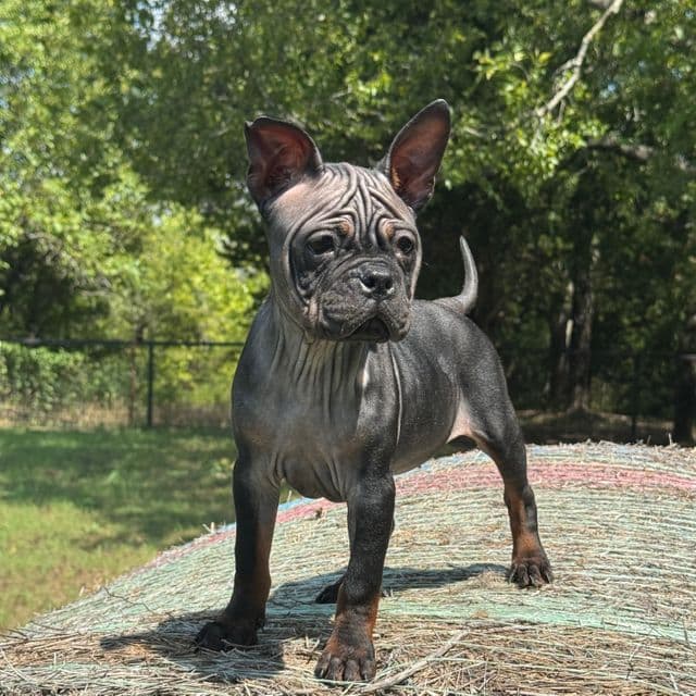 Lee - Chongqing Dog (Chinese Bulldog) Female