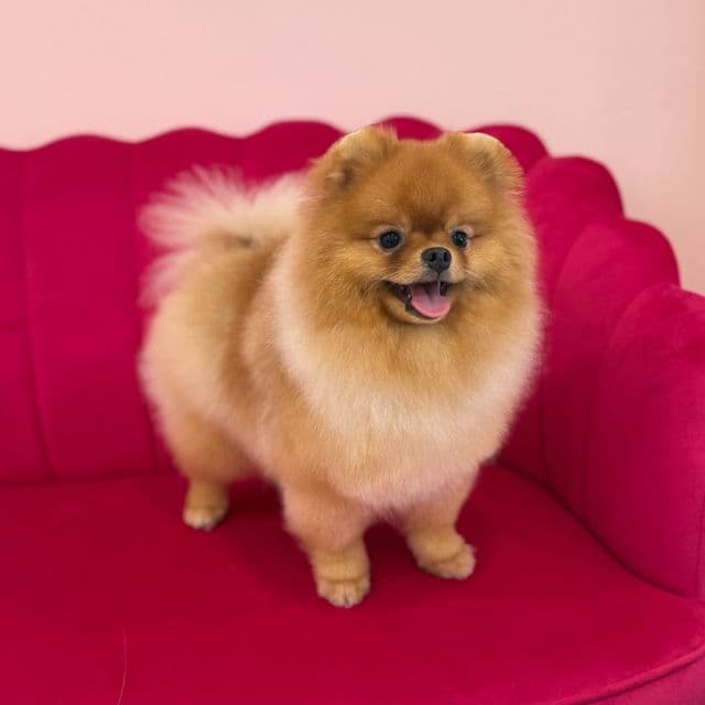 SHOW AND BREED Q. FCI ROXY - Pomeranian Male