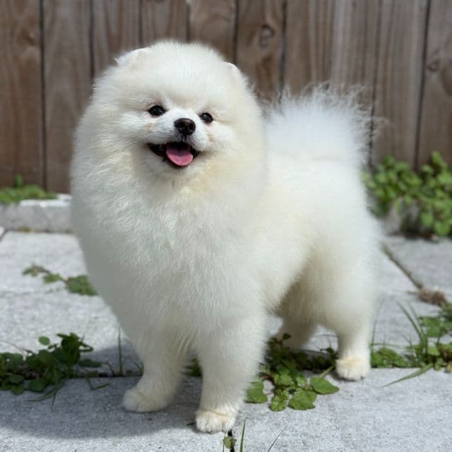 VALENTINE  - Pomeranian Male
