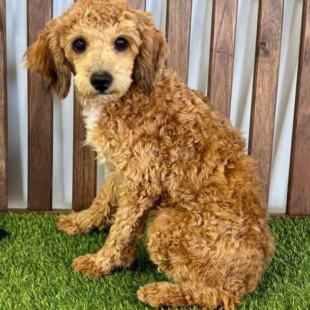 Nolan - Toy Poodle Male