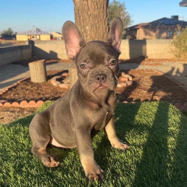 LOKI  - French Bulldog Male