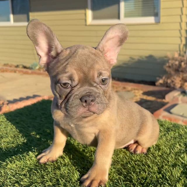 VISION - French Bulldog Male