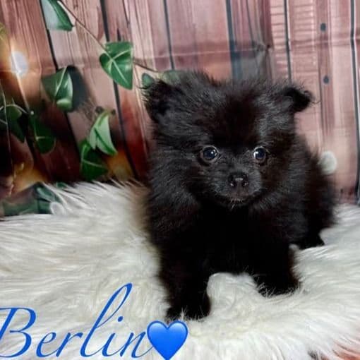 Berlin - Pomeranian Male