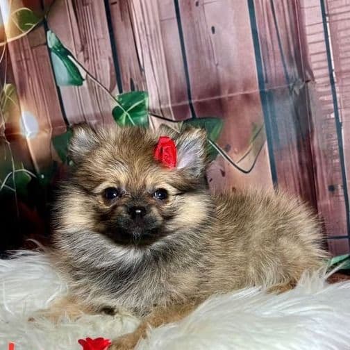 Tokyo - Pomeranian Female