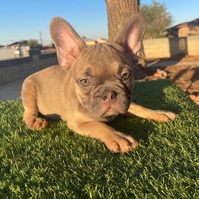 HULK - French Bulldog Male