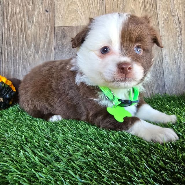 Chase - Australian Shepherd Male