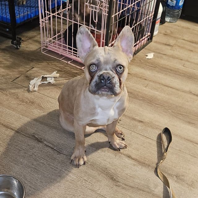 Cosmo - French Bulldog Male
