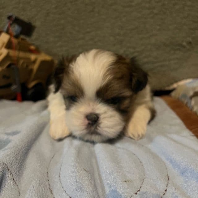 Tiny - Shih Tzu Male
