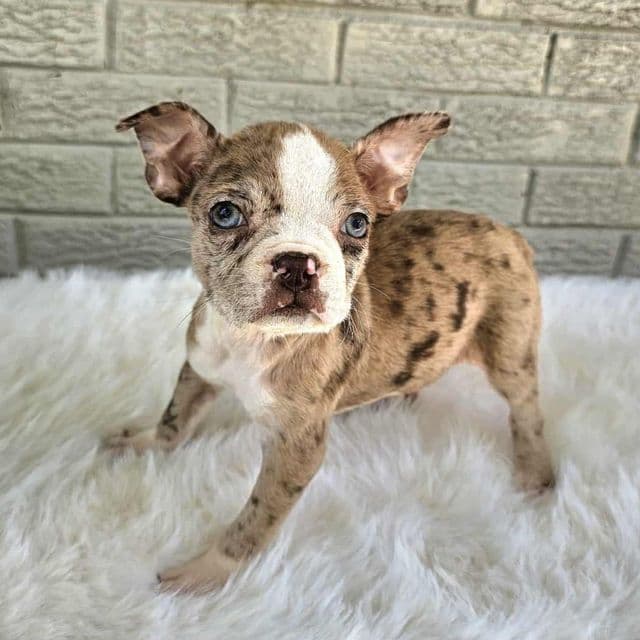 Merle Female - Boston Terrier Female