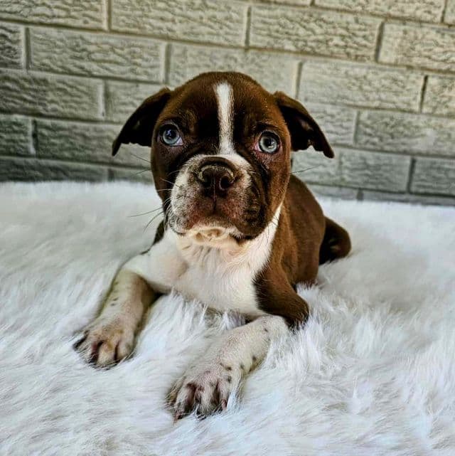 Red Male - Boston Terrier Male