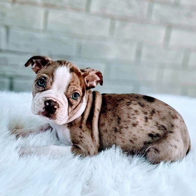 Chocolate Merle - Boston Terrier Male
