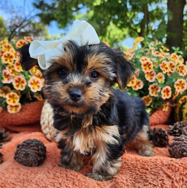 Kylie  - Yorkshire Terrier Female