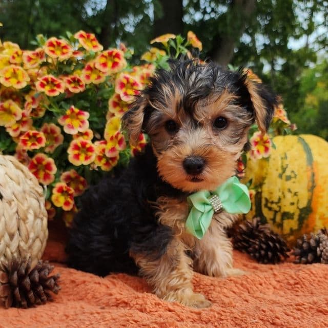Brady - Yorkshire Terrier Male