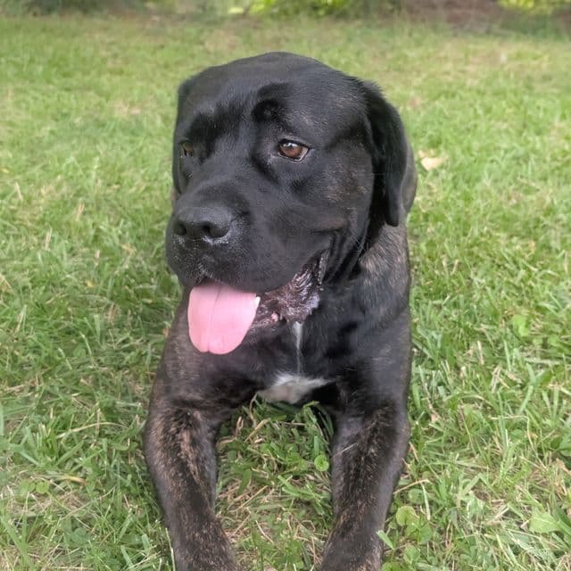 puppy - Cane Corso Male