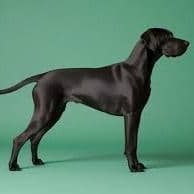 Test Puppy - Afador Male