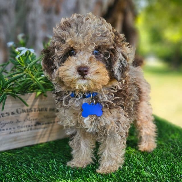 Remmington - Toy Poodle Male