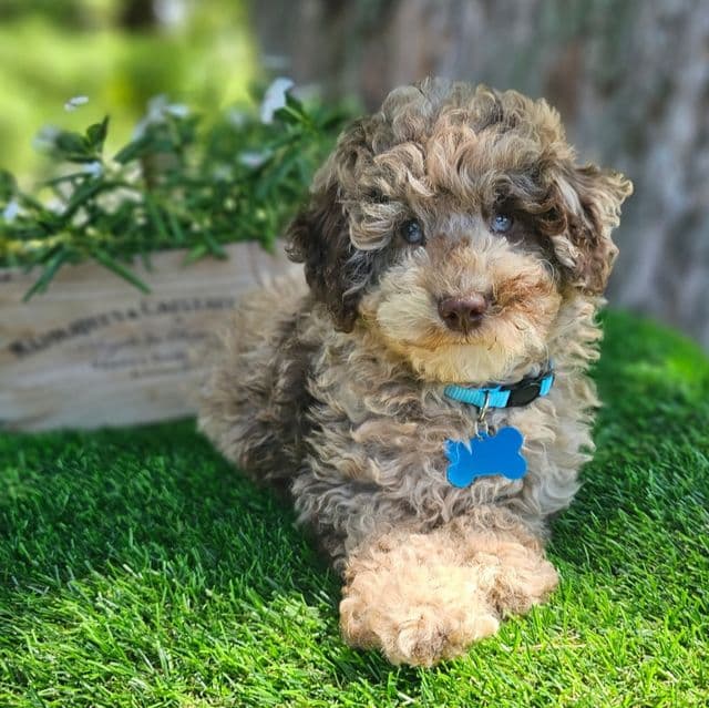Atticus - Toy Poodle Male
