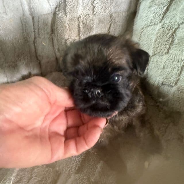 Spartan - Brussels Griffon Male