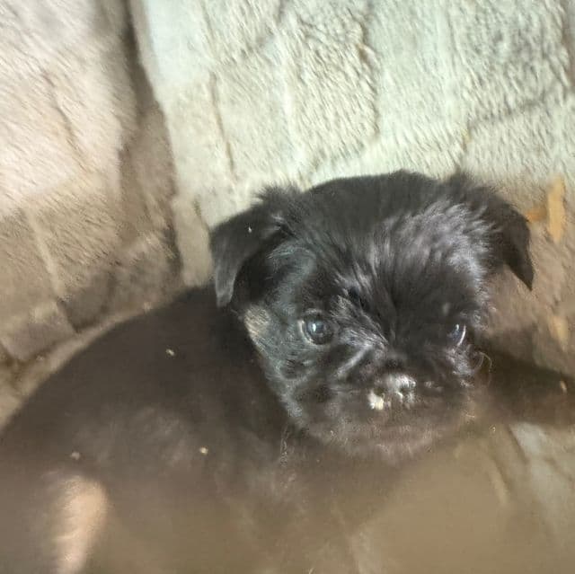 Sutton - Brussels Griffon Male