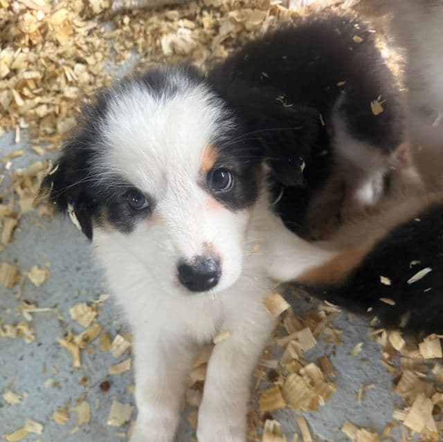 Jillian - Australian Shepherd Female