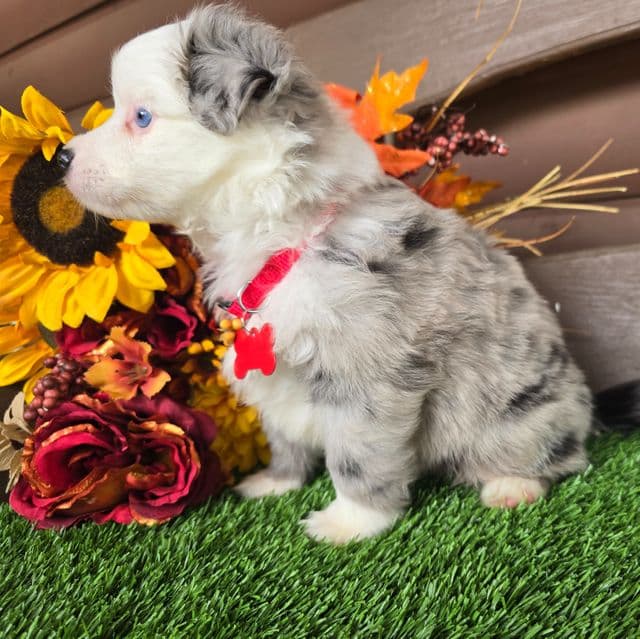 Cash - Australian Shepherd Male