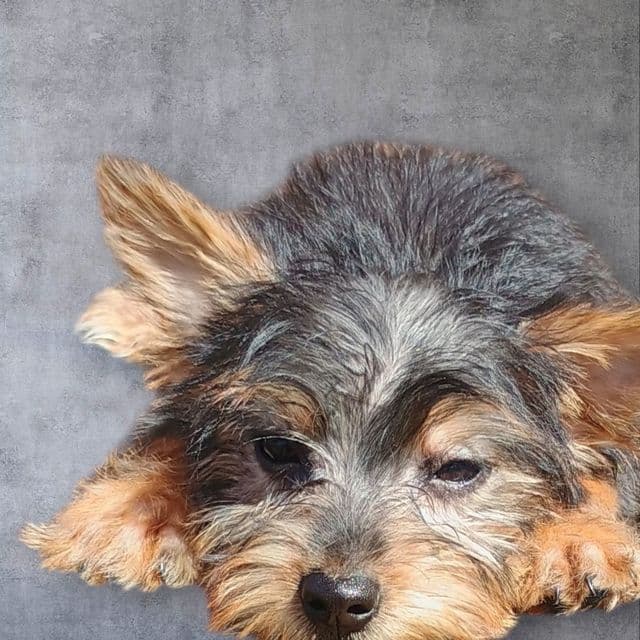 Yuri - Yorkshire Terrier Female
