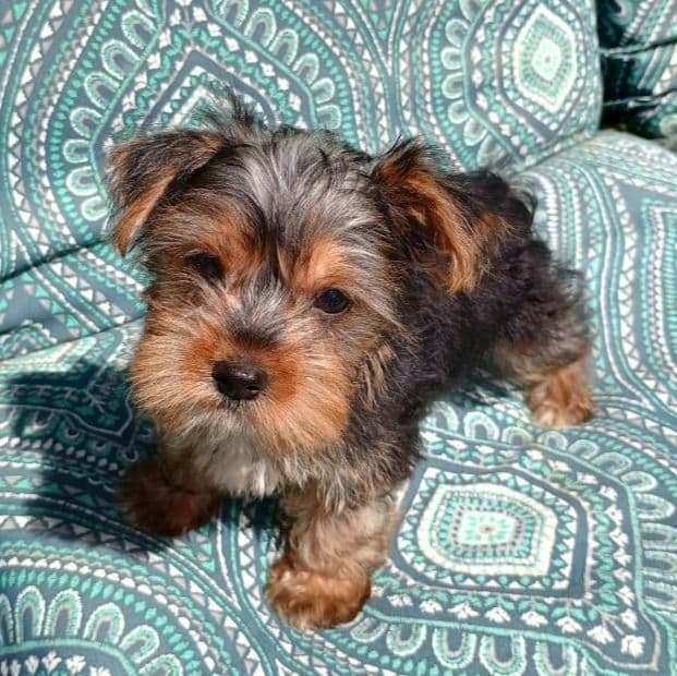 Yazmann - Yorkshire Terrier Male