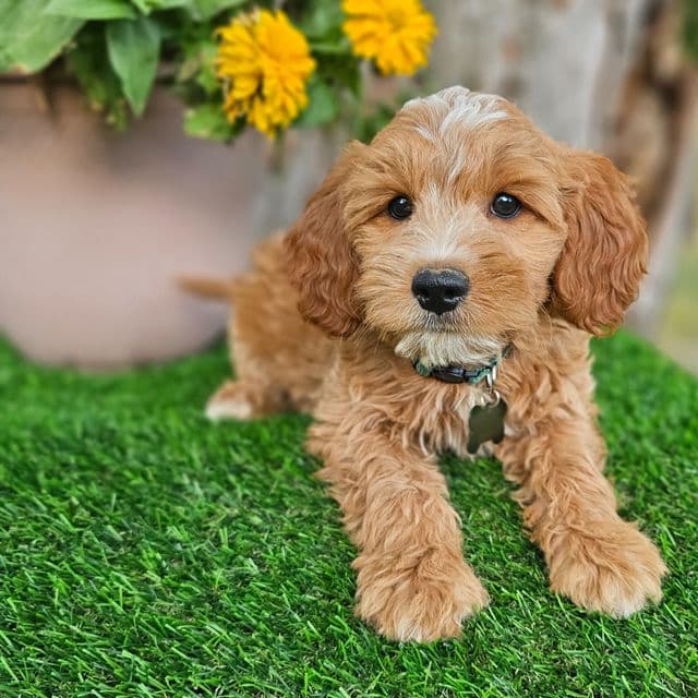 Jaxson (Mini) - Goldendoodle Male