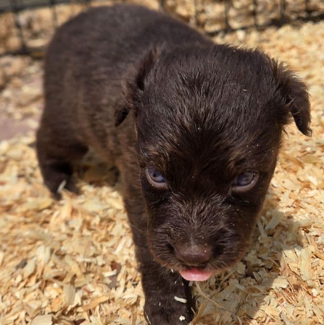 Ilene - Miniature American Shepherd (Mini Aussie) Female