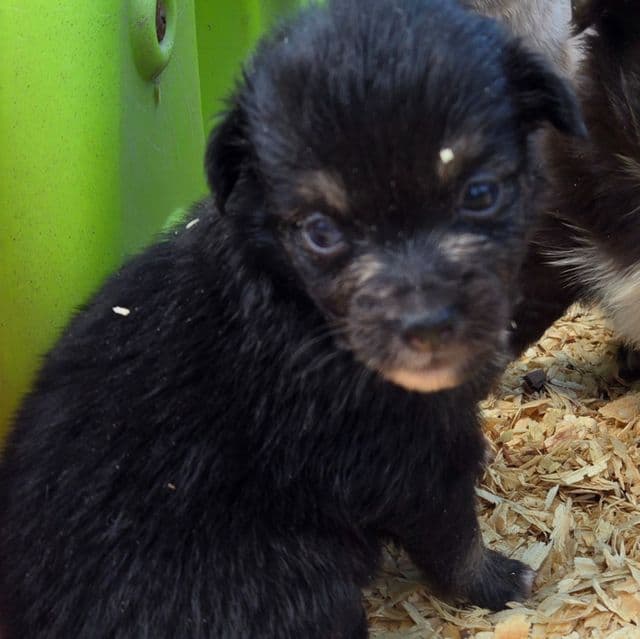 Indie - Miniature American Shepherd (Mini Aussie) Female