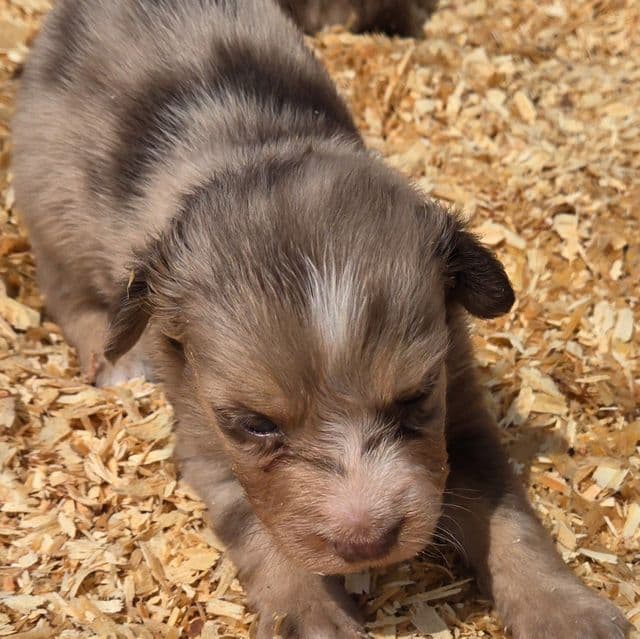 Irene - Miniature American Shepherd (Mini Aussie) Female